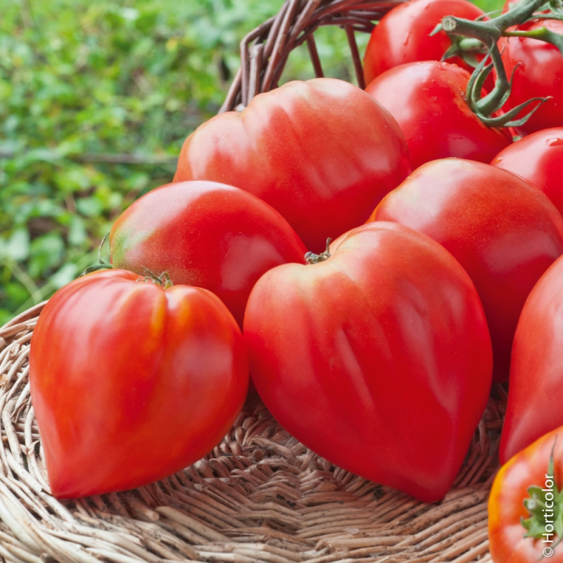 4515-4516-tomate_c_ur_de_boeuf-ho-pm082979_b_1.jpg