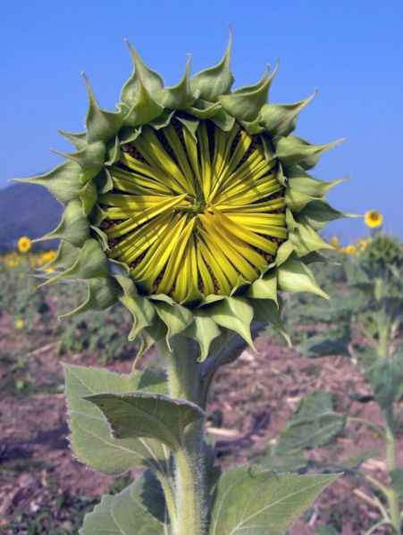 451px-Sunflower_opening_2-KayEss-2.jpe