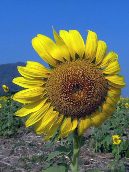 451px-Sunflower_opening_4-KayEss-2.jpe