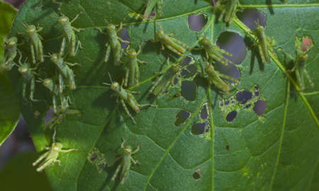 45232941-small-green-grasshoppers-eating-holes-in-a-morning-glory-leaf.jpg