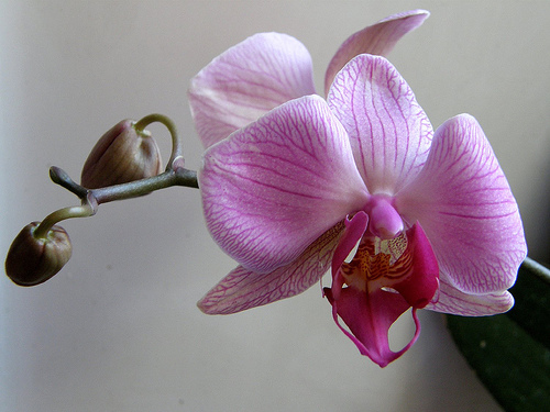 452638990_05f45bdcbd.jpg