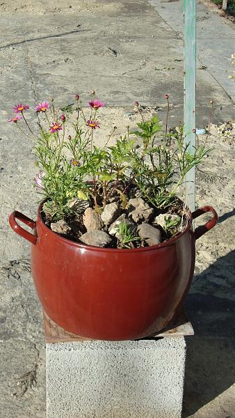 4526d1270450845t-reutilizacion-de-cosas-encontradas-en-la-jardineria-dsc01800.jpg
