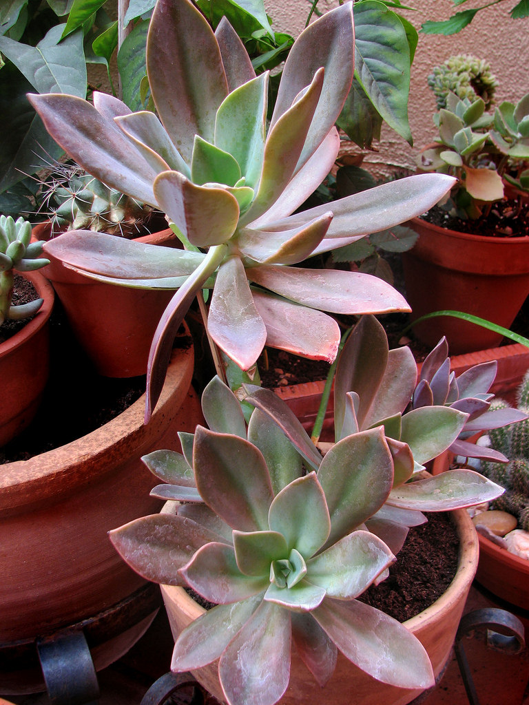 4527200669_f36d85d4d5_b.jpg