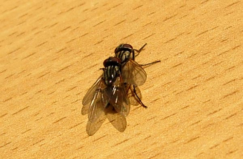 45345299_3d2070ae3c.jpg
