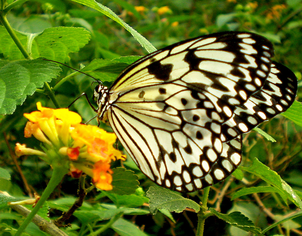 4535764639_d614a002d4_b.jpg