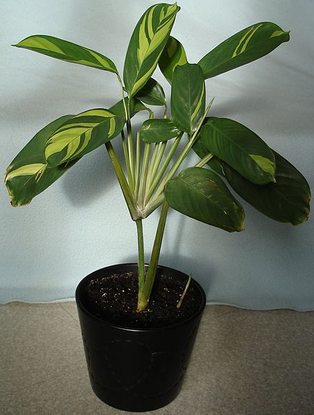 453px-Plante_inconnue.jpg