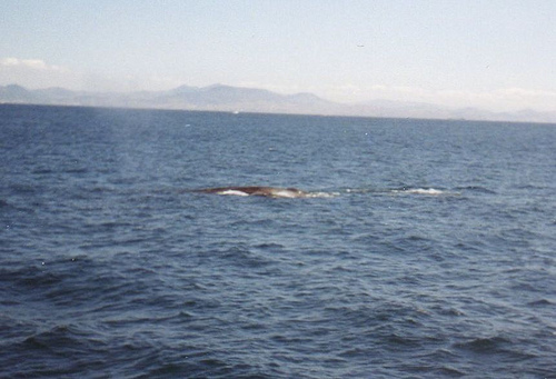 4543380336_587886dcda.jpg