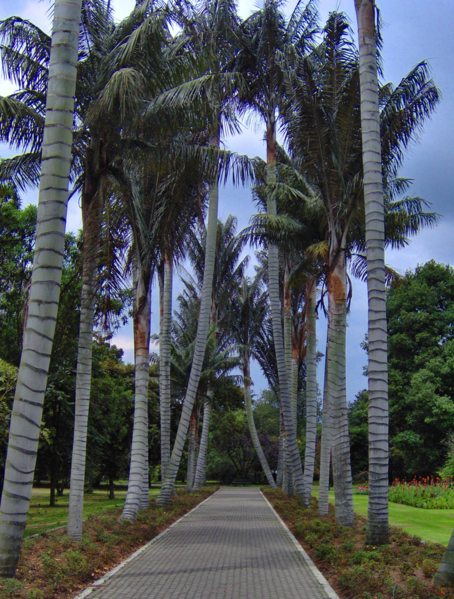 454px-Ceroxylon_quindiuense_3.png