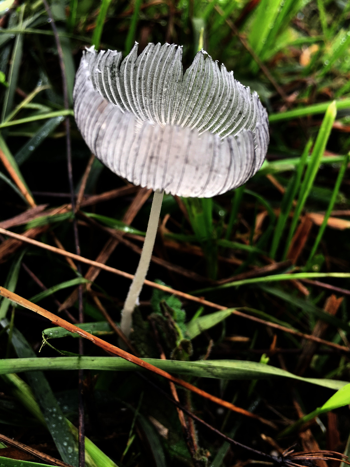 45614277884_c929f4af77_h.jpg