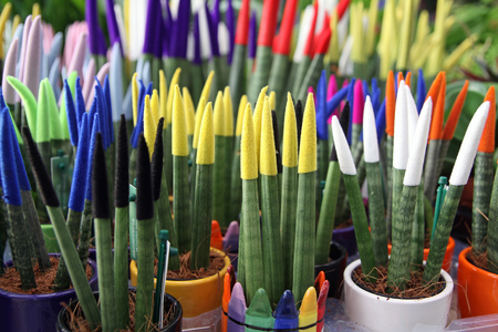 45763644-cil%C3%ADndrica-sansevieria-pintado-en-diferentes-colores.jpg