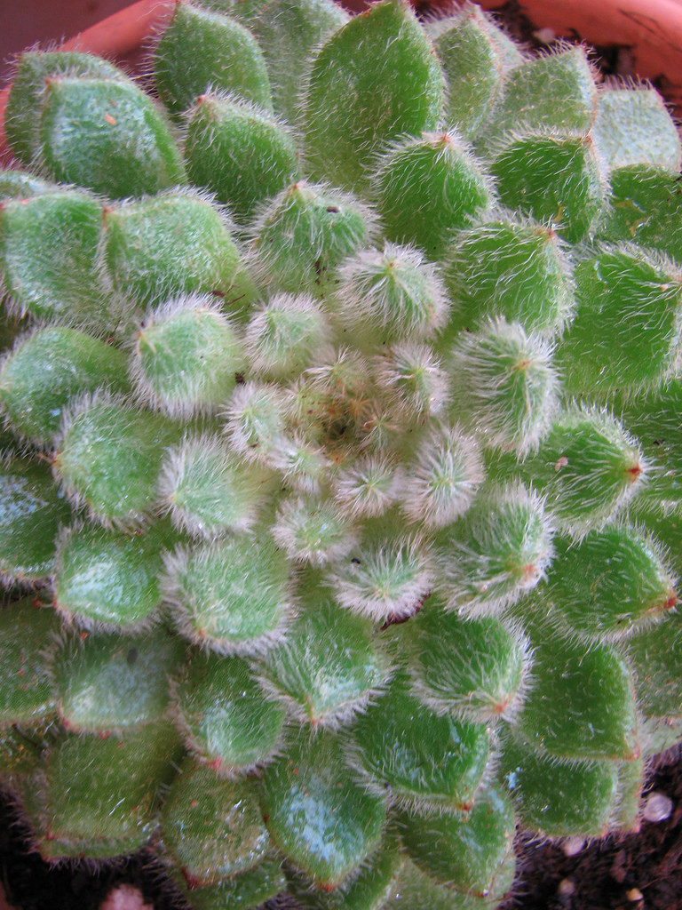 4578022045_efa2e3aa08_b.jpg
