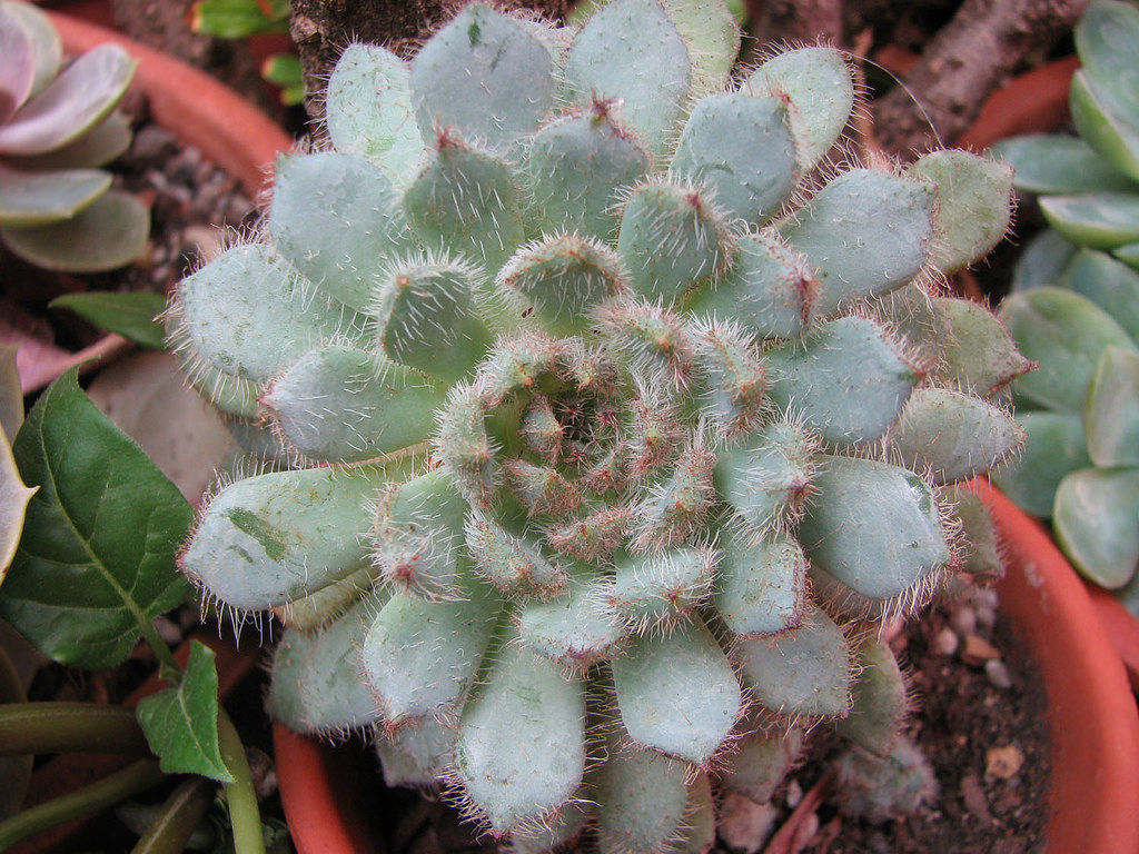 4578676136_9fdf5cb438_b.jpg