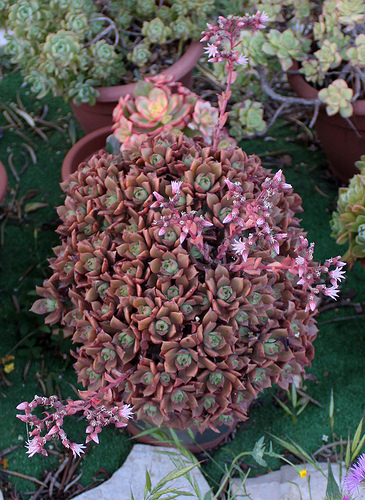 4578714791_1a3e8ab523.jpg