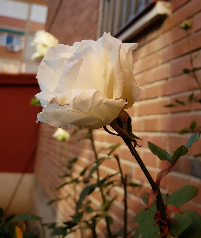45862844864_d50f4c0e1e_c.jpg