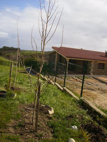 4588d1270494208t-el-jardin-de-manolete-p3310177.jpg