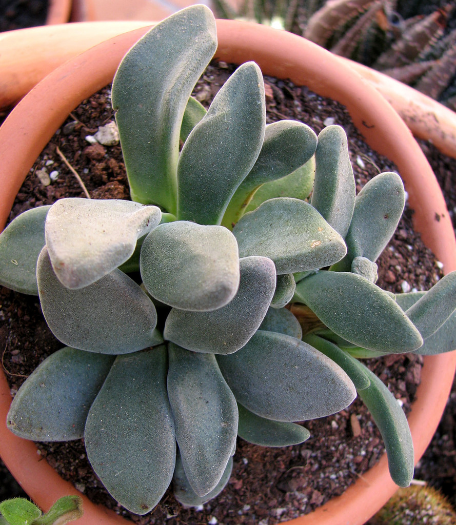 4598122814_171de06364_b.jpg