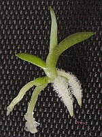 46%20epidendrumradicanssaemling.jpg