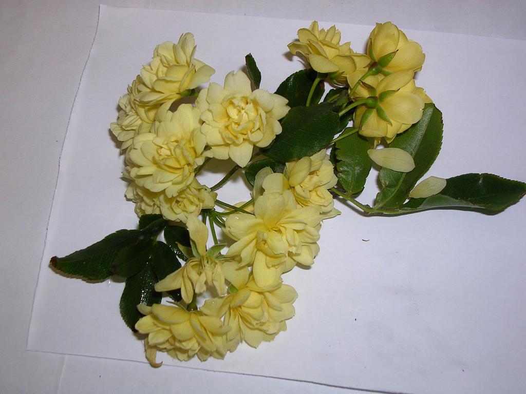 460243978_1a4ebb67de_b.jpg