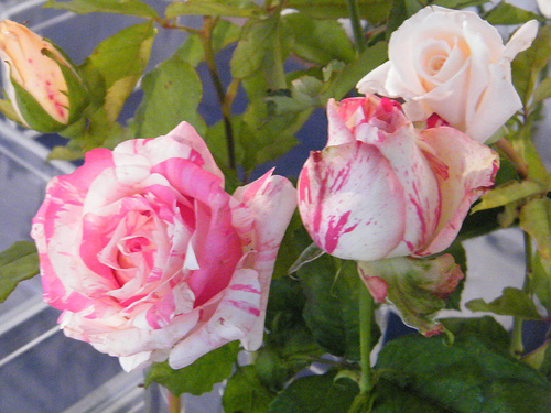 4608320524_ba7a31caea.jpg