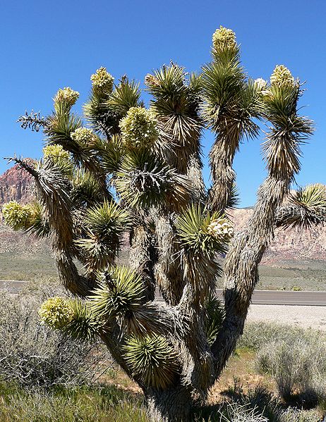 462px-Yucca_brevifolia_in_bloom.jpg
