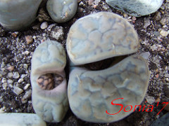 463755947_9b2c058fc5_m.jpg
