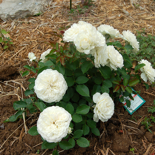 4637872706_2c187abb11.jpg
