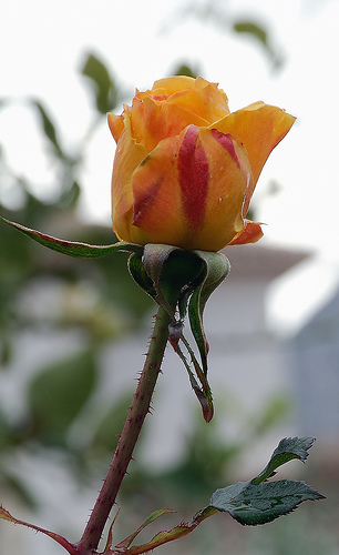 466177950_8700f013ec.jpg