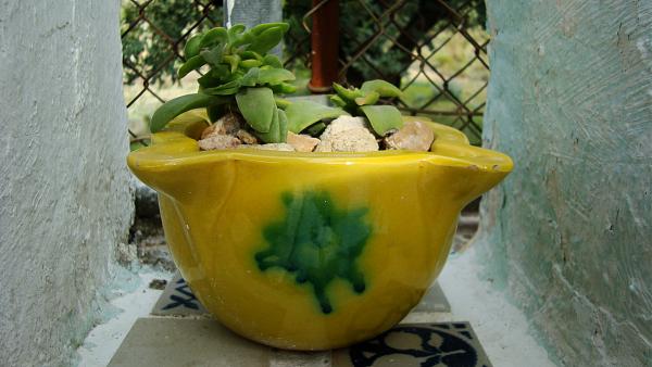 4664d1270562319t-reutilizacion-de-cosas-encontradas-en-la-jardineria-dsc01710.jpg