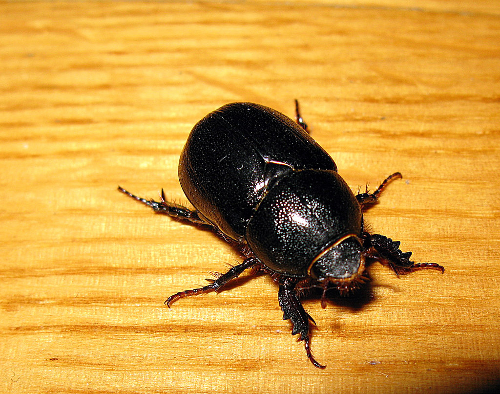4680159200_e7217029e2_b.jpg