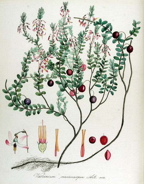 468px-Vaccinium_macrocarpon_%E2%80%94_Flora_Batava_%E2%80%94_Volume_v14.jpg