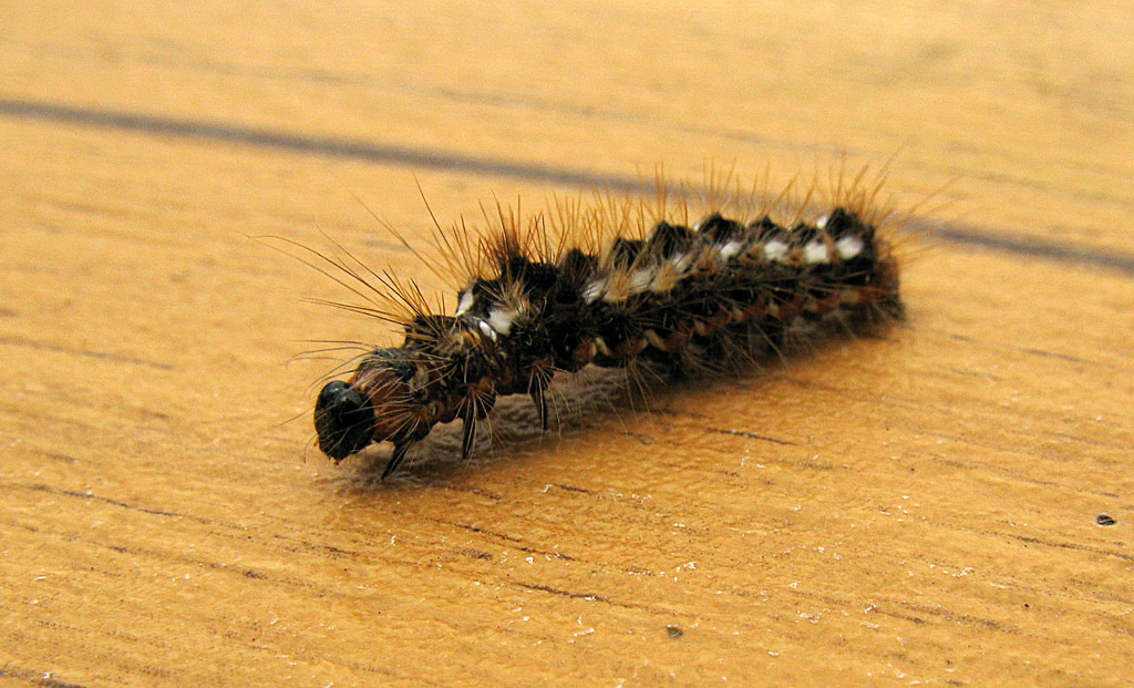 4697279606_8d7beaef2f_b.jpg