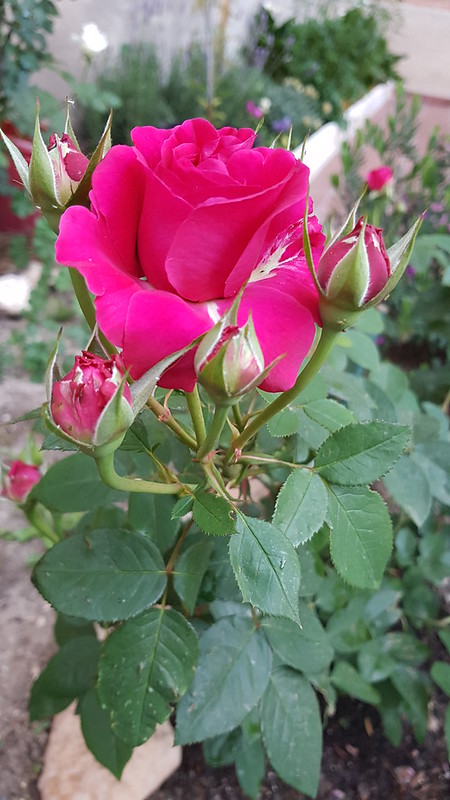46984937404_483d0c2938_c.jpg