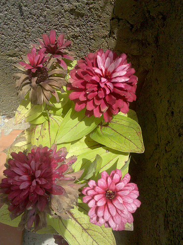 4703043725_9f08f858d8.jpg