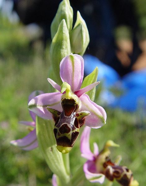 470px-Ophrys_scolopax_ssp_scolopax_b.JPG