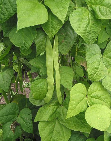 470px-Phaseolus_vulgaris.jpg