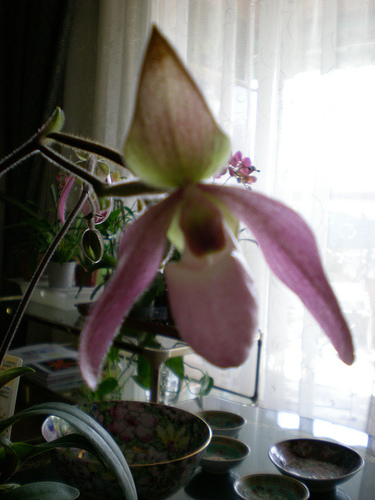 471320752_7fadd05d39.jpg