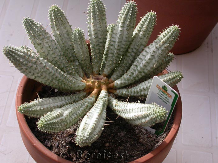 471731929_e494d8ca77_o.jpg