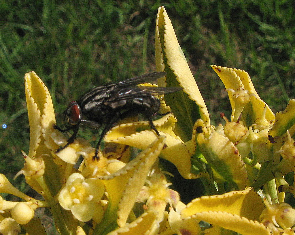 4779606280_9557609c8d_b.jpg
