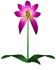 478_orchidw_zps4e04b87e.gif
