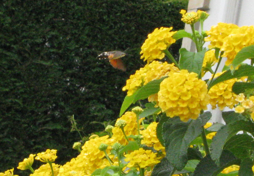 4792539979_d5307a6947_b.jpg