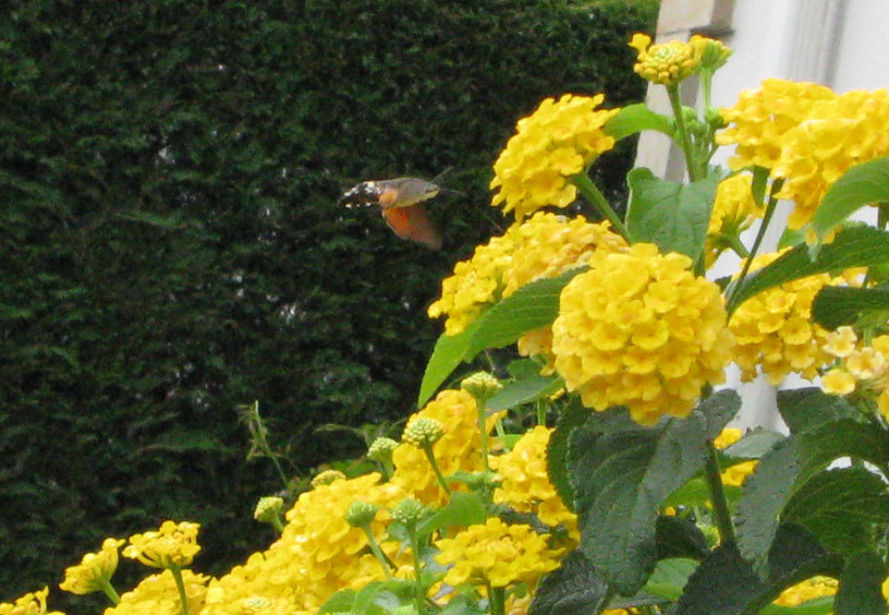 4792539979_d5307a6947_b.jpg