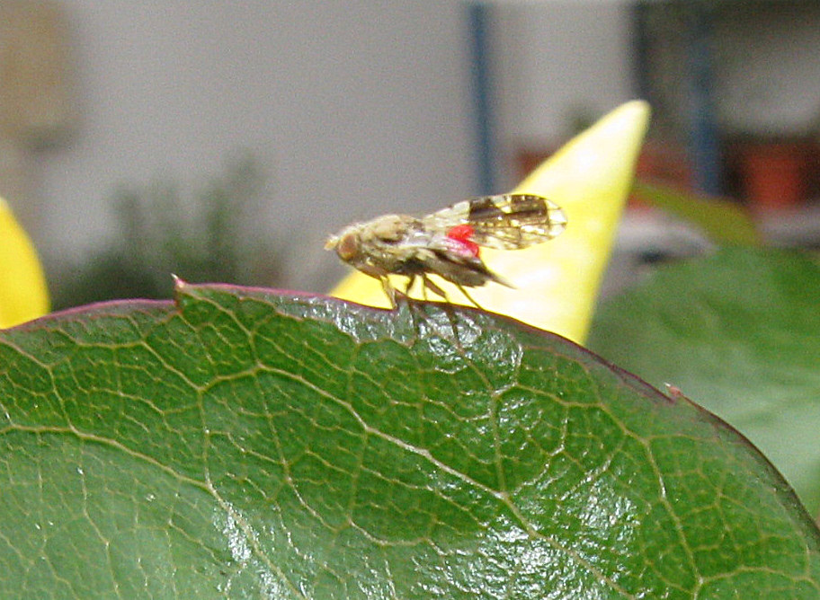 4794488316_cfeea87231_b.jpg