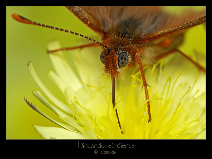 47_mariposa.jpg