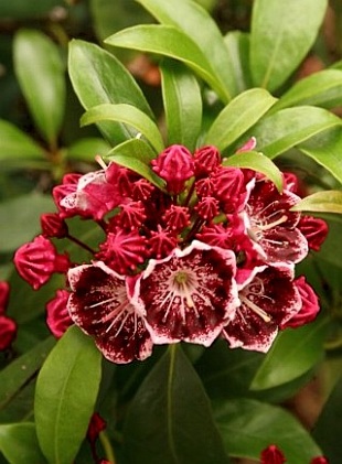 4805-kalmia-latifolia-kaleidoscope.jpg