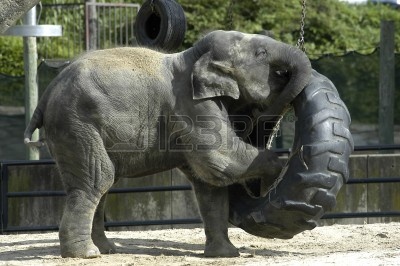 4806389-baby-elephant-playing-with-a-tire-swing.jpg