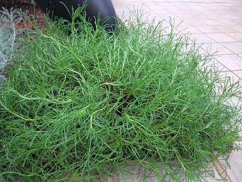 480px-SantolinaRosmarinifolia.jpg