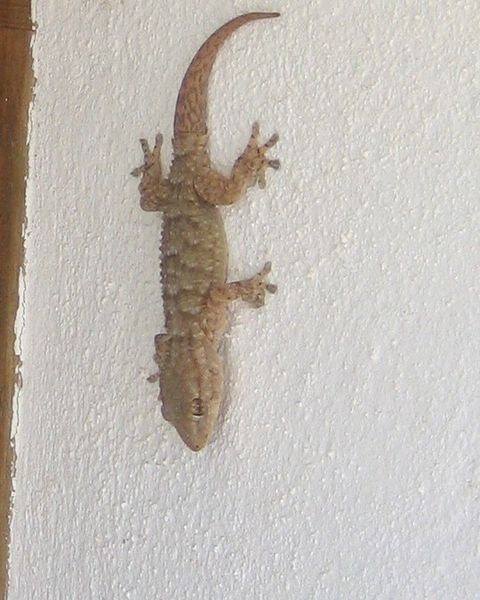 480px-Tarentola_mauritanica.jpg