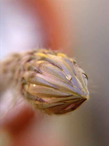 481751642_981ccf90dc.jpg