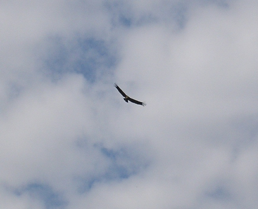 4820180889_774ff5650a_b.jpg
