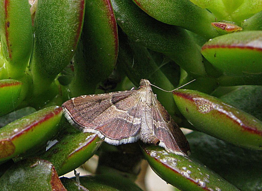4826790349_94658ab9b4_b.jpg